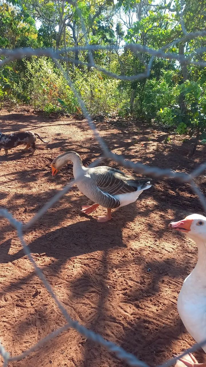 Casal de ganso  - Foto 3