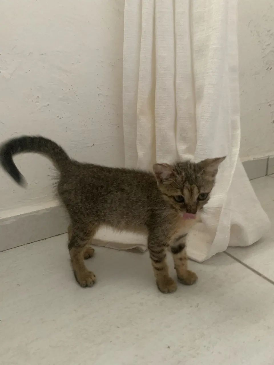 Gatinho de 2 meses para doação  - Foto 2