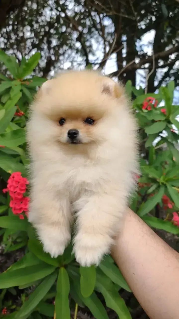 cachorro