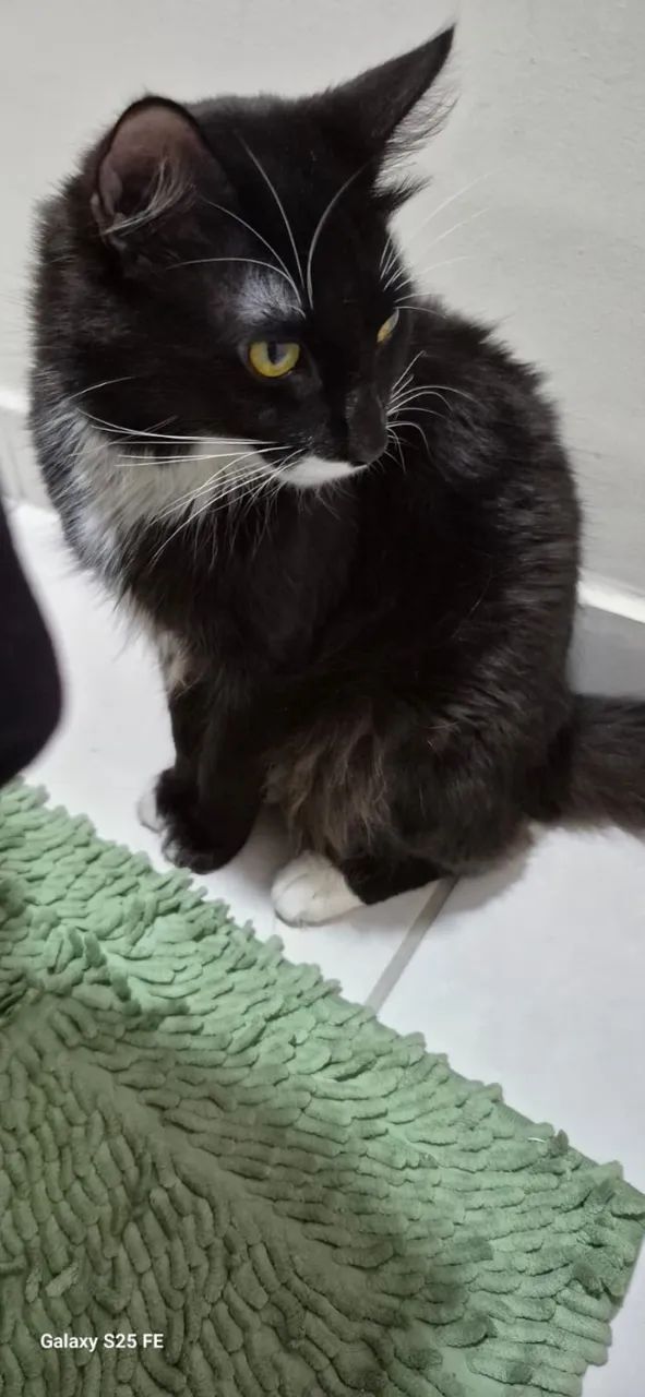 Doação de Gatinho Macho - Carinhoso + Kit Completo - Foto 2