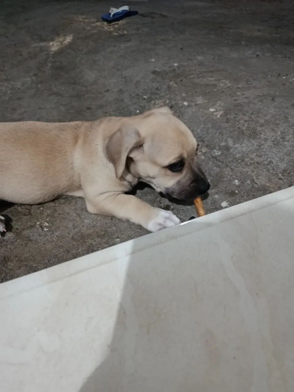 Filhotes pitbull
