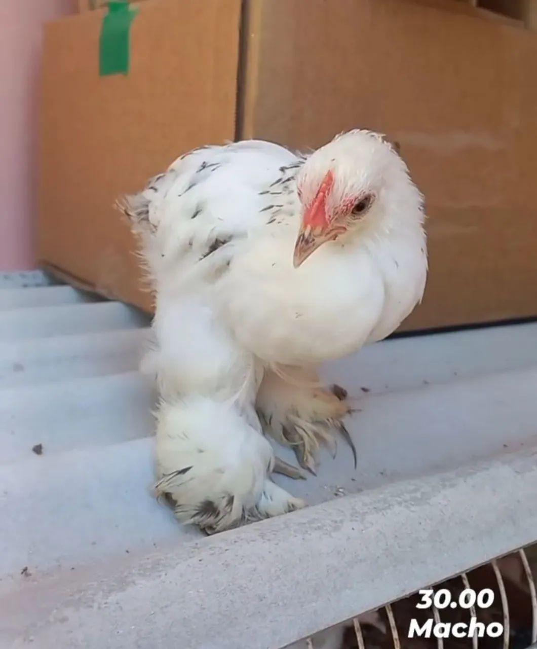 Galinhas e galos de mini cochin - Foto 2