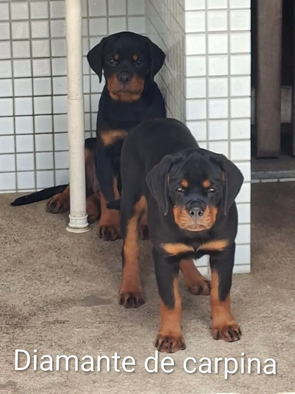 cachorro  - Foto 2