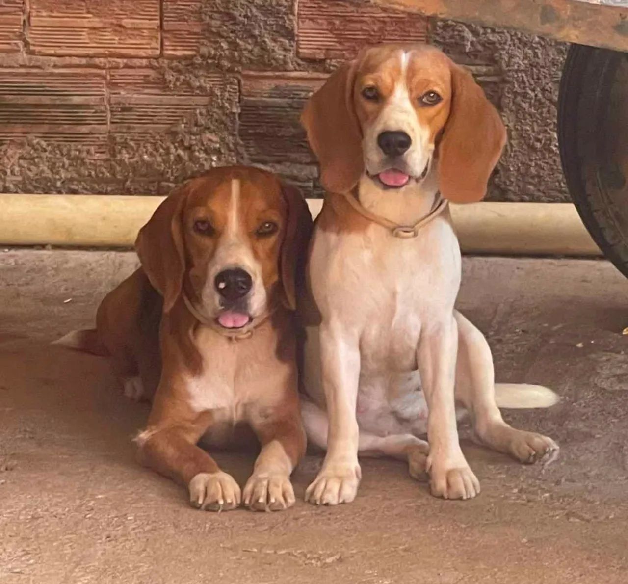 Cachorro - Foto 2