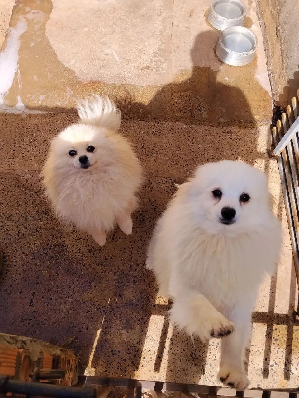 Casa de Spitz alemao - Foto 4