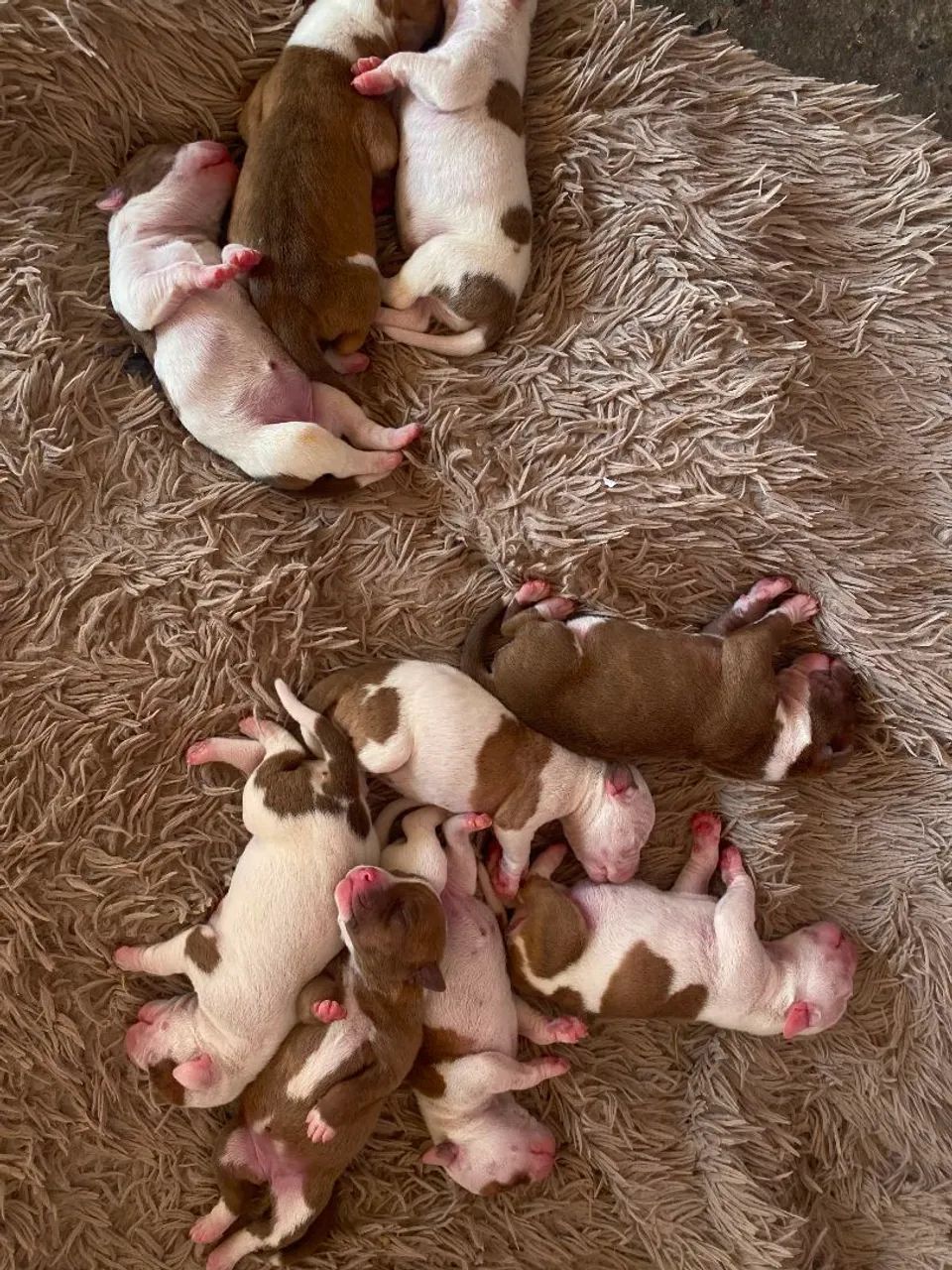 Filhotes de Pitbull disponíveis! - Foto 4