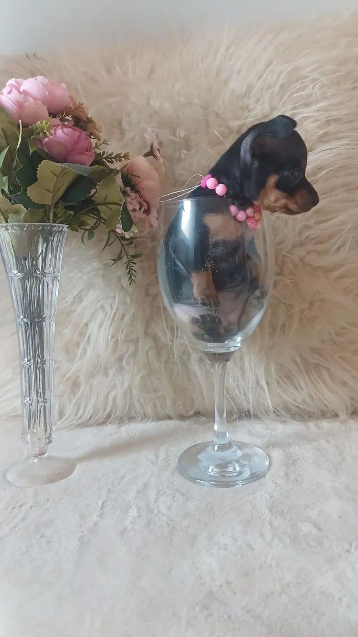 Filhote de pinscher zero - Foto 5