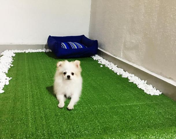 Lindos filhotes de Spitz Alemão anão Lulu da Pomerania anão - Foto 6