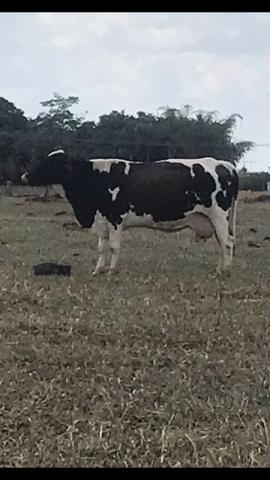 Vacas de leite - Foto 2