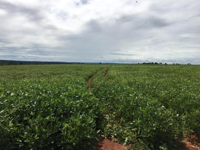 Fazenda - Foto 3