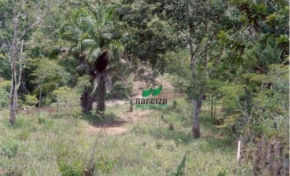 Fazenda na mata atlântica!!! - Foto 4