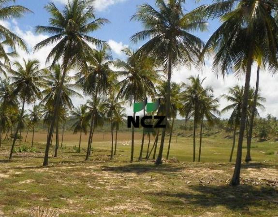 Fazenda à venda, 380000 m² por r$ 3.040.000 - litoral norte - jandaíra/ba - Foto 5