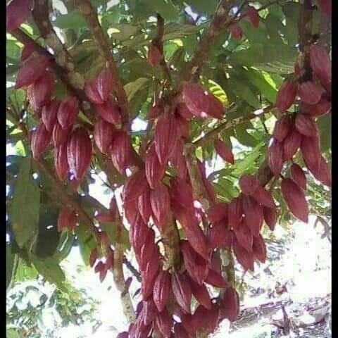 Fazenda Ilhéus Bahia/ Sul da Bahia - Foto 3