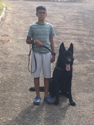 Venda de cães adestrados para Guarda Belo Horizonte - Foto 2