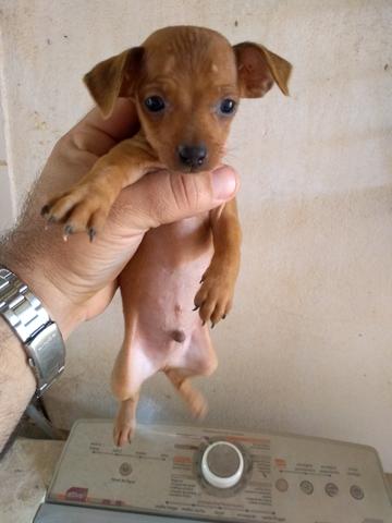 Pinscher - Foto 3