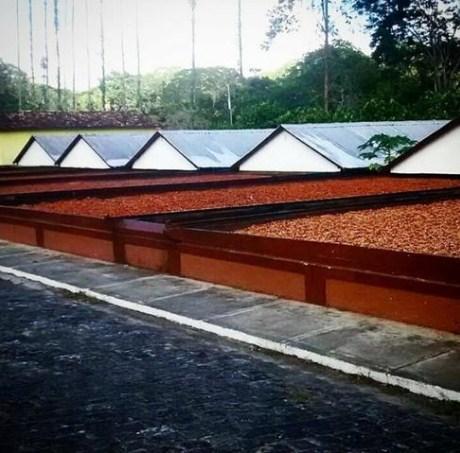 Lindíssima fazenda de cacau , 500 ha (cabruca, mata atlântica) - Foto 5