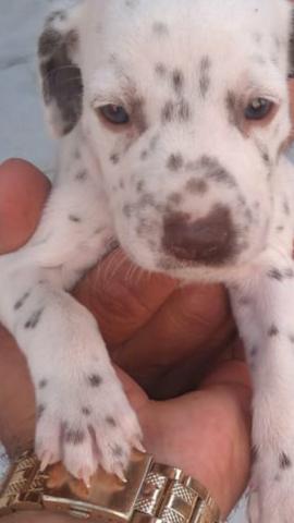 Vendo filhotes de Dálmata - Foto 3