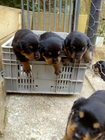 Cachorro rotivalle apurado - Foto 6