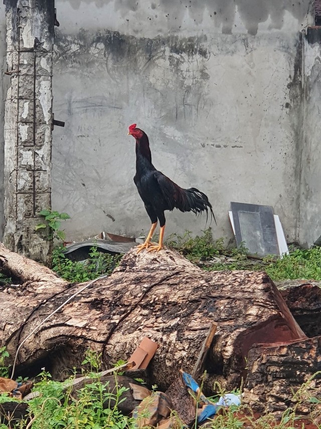 Galo de Raça Novo