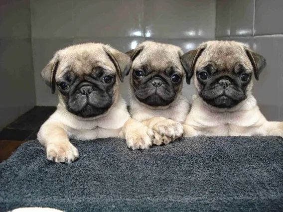 Cuidados com os Pugs Fofinhos 