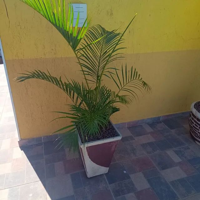 Coqueiros  - Foto 3