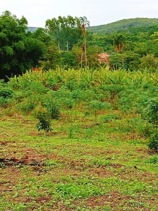 Terreno com vegetação nativa em área rural - Foto 13