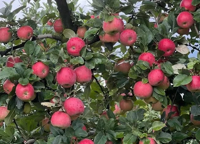 Muda de maça nacional vermelha - Foto 2