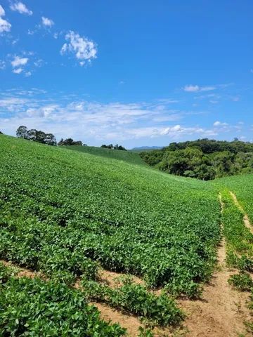 foto - Joinville - Espinheiros