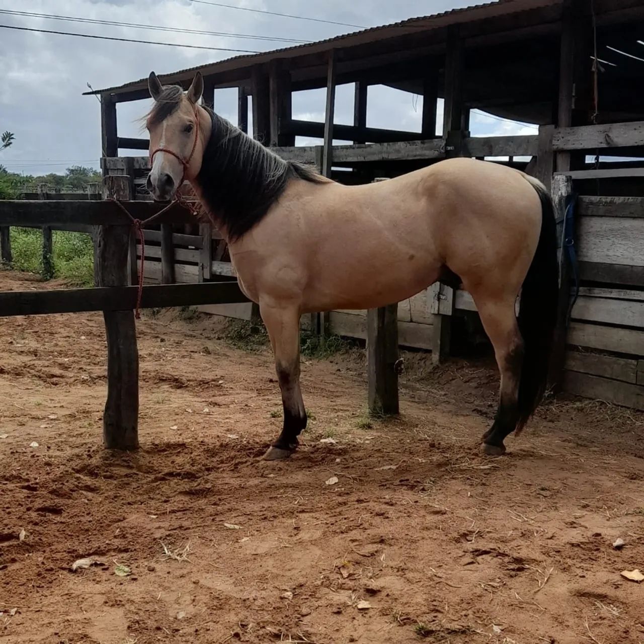 Potro Paint Horse - 9 meses - Foto 5