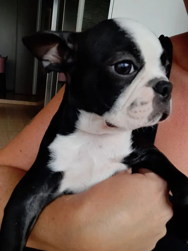 Boston terrier for sale 2024 olx