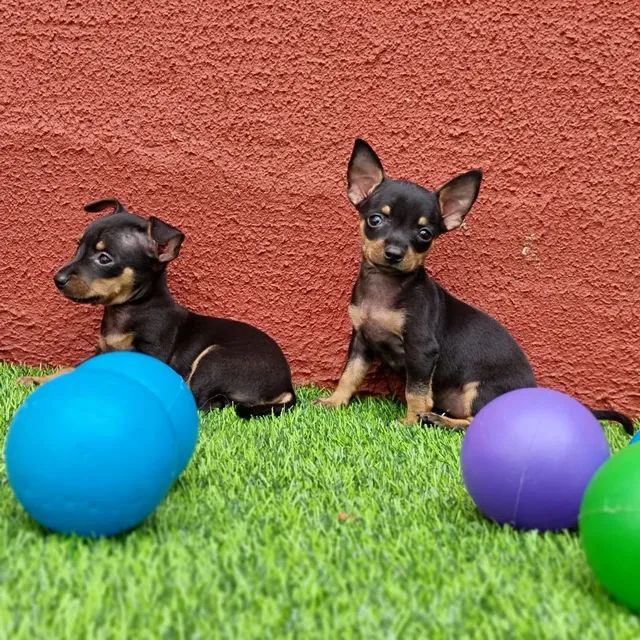 Pinscher disponíveis já pronto entrega além de várias outras raças para vocês  - Foto 2