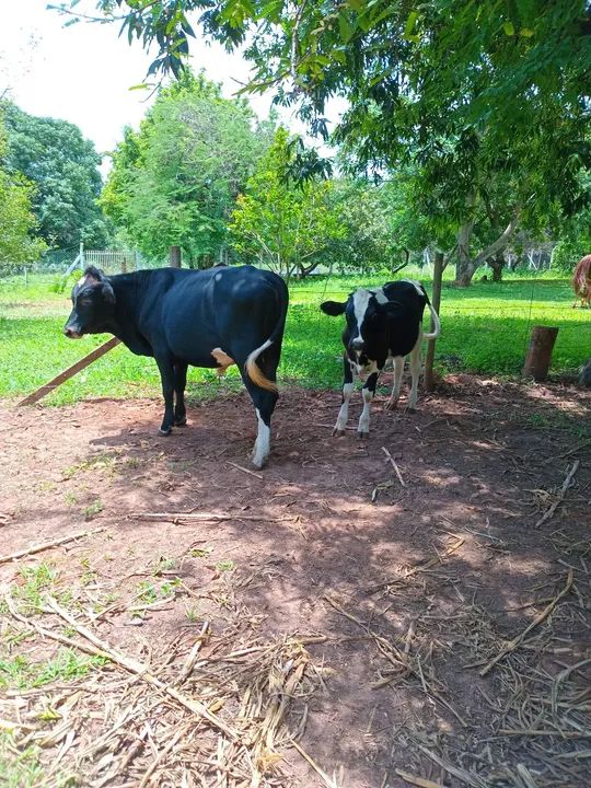 Vendo 2 bezerros machos - Foto 2