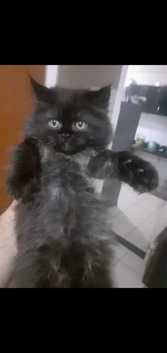 Lindos filhotes de Persa - Foto 3