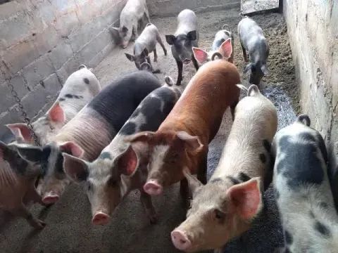 Porcos para doação 