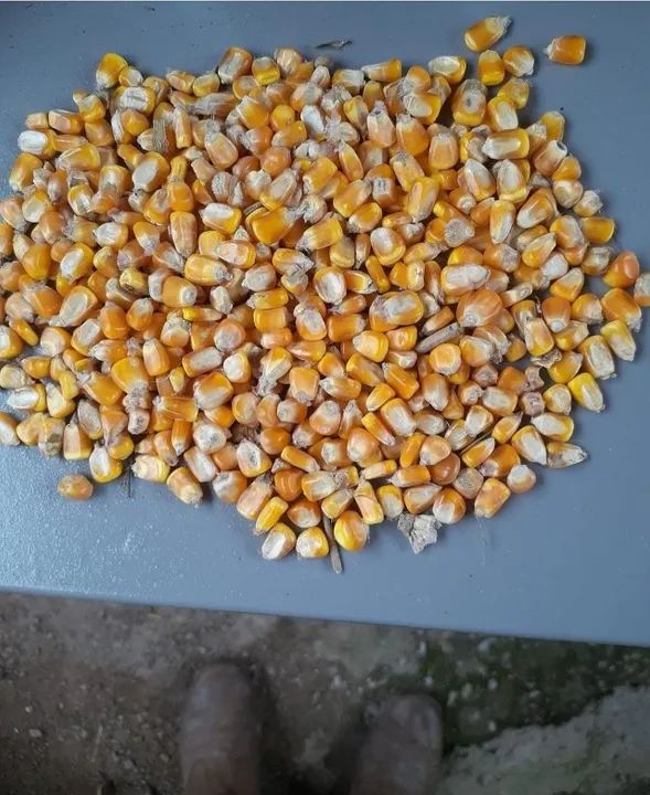 Milho em Grãos de Qualidade Padrão 1