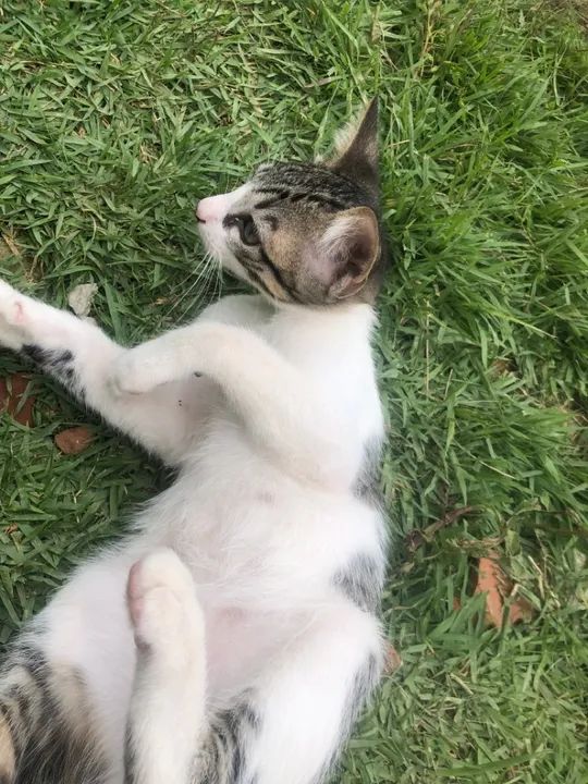 Gatinho lindo e carinhoso para adoção - Foto 4