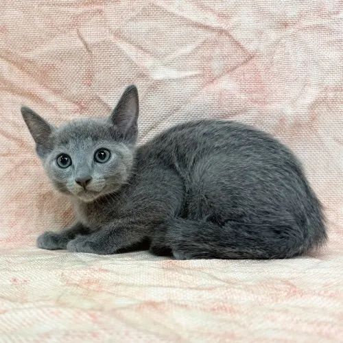 Gato Russian Blue de excelente padrão