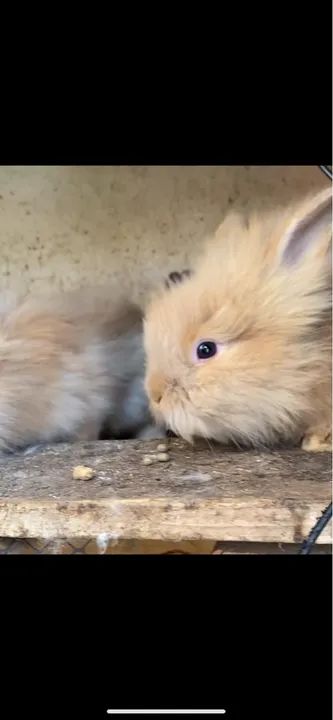 Coelho mine lion lop - Foto 2