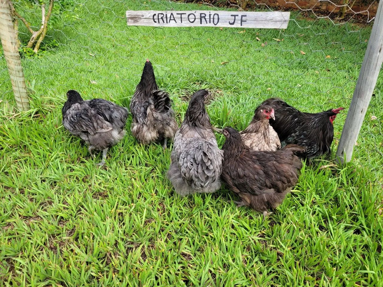 Galinhas Caipiras - Criatório JF - Foto 3