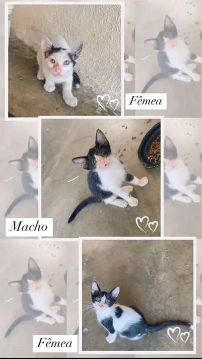 Adoção responsável 