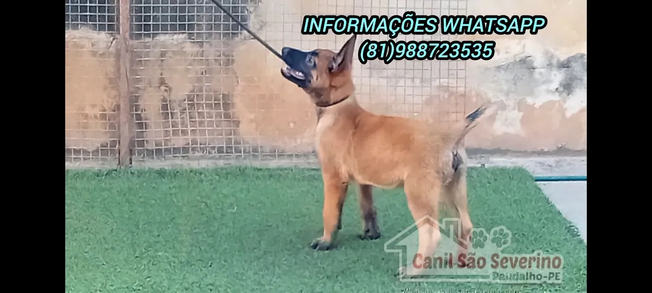 Filhote de Pastor Belga Malinois