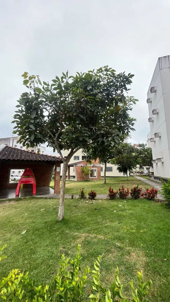 Foto - Caruaru - Andorinha
