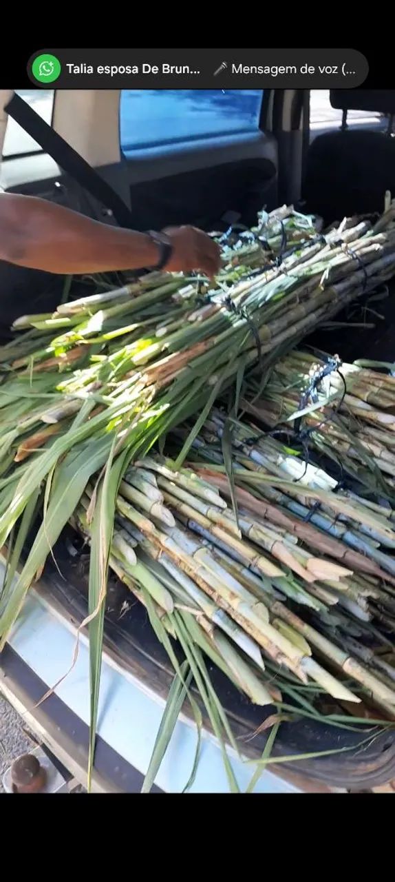 Mudas do brs capiaçu a venda - Direto do produtor! - Foto 2