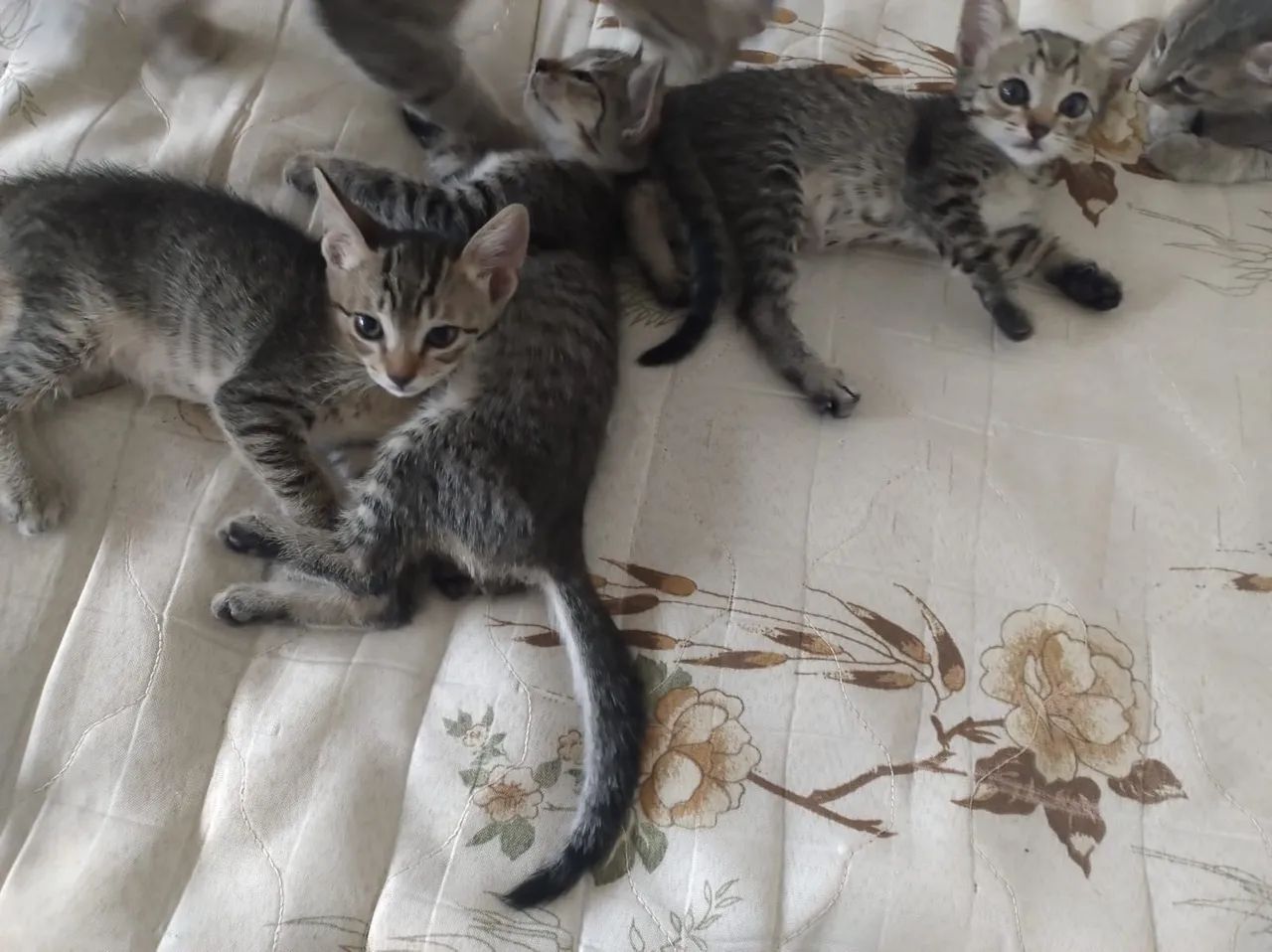 GATINHOS PARA ADOÇÃO  - Foto 4