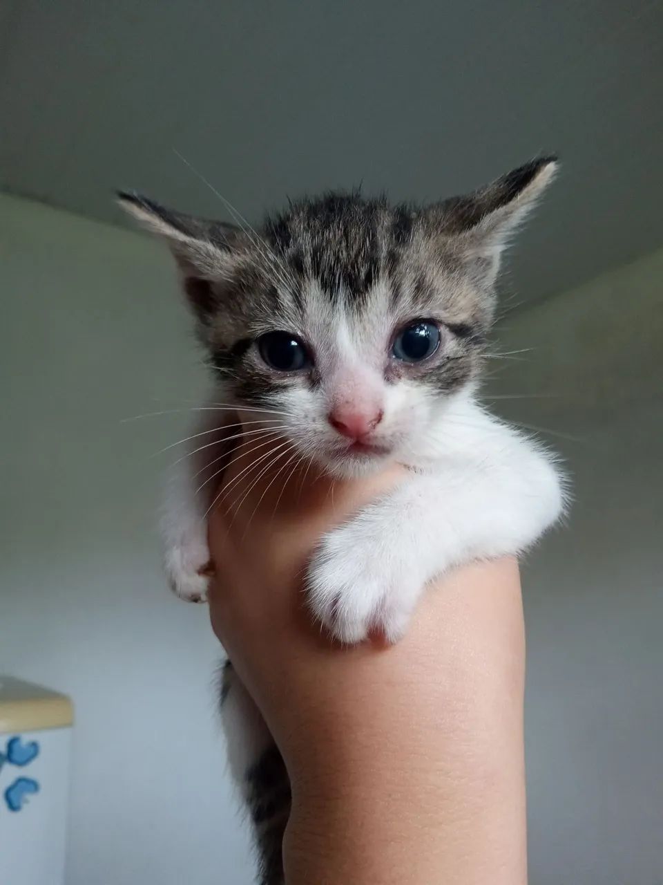 Gatinha Tricolor - Filhote Fofo e Adorável! - Foto 3