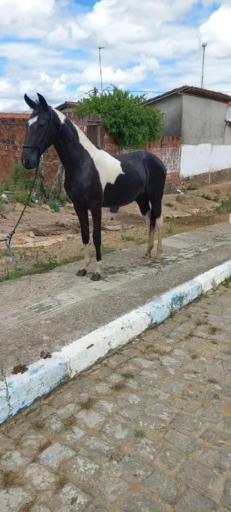 Linda potra pampa de preto natural de marcha picada no cabresto  - Foto 2