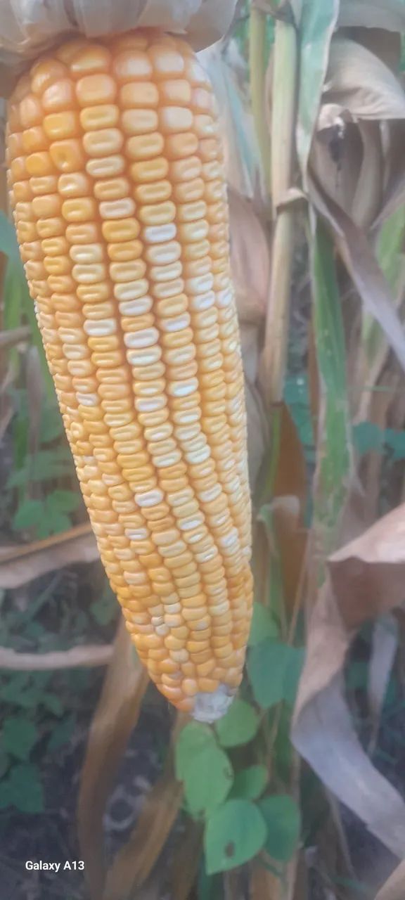 Espigas de milho para produção rural - Foto 3