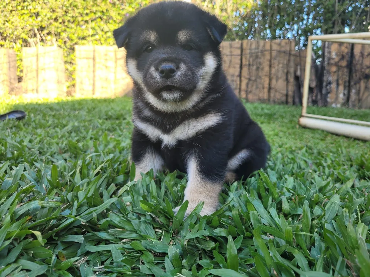 Filhote Shiba Inu: Fofura e Lealdade!