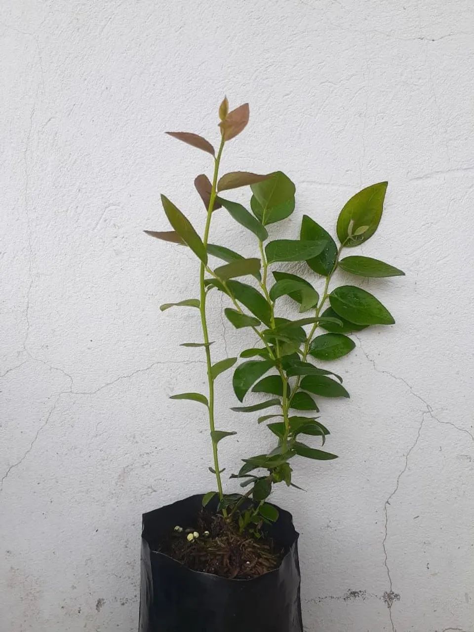 Muda de Mirtilo - Produção de Frutos Frescos!