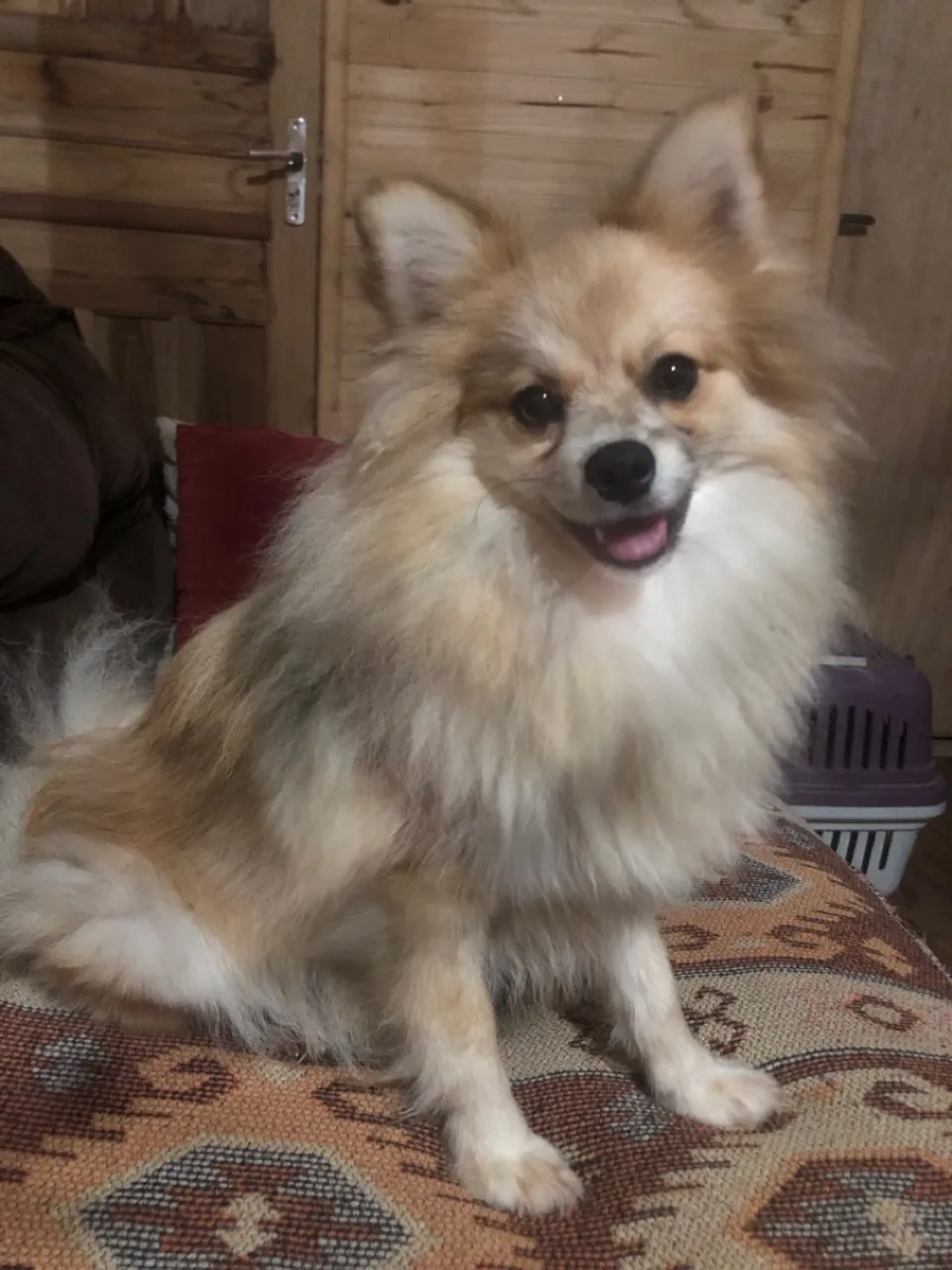 Lulu da Pomerania femea
